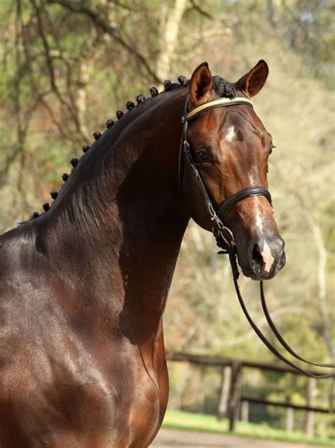 versace warmblood